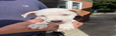Jack Russell 2