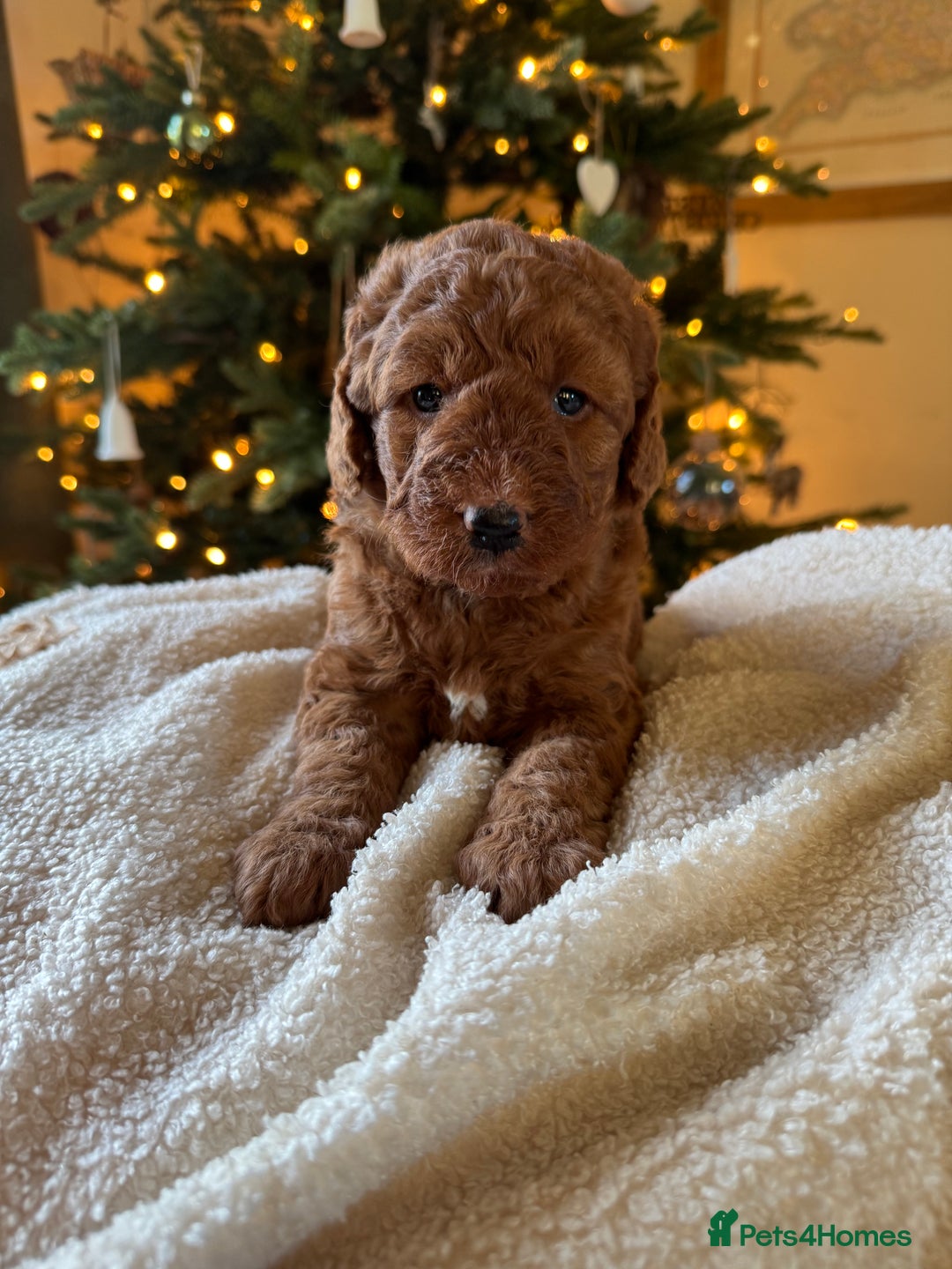 Australian Labradoodle dogs for sale: Deepest Red Australian Labradoodles - Advert 3