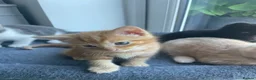Maine Coon cats for sale: Maine coon crossed kittens for sale - Advert 8