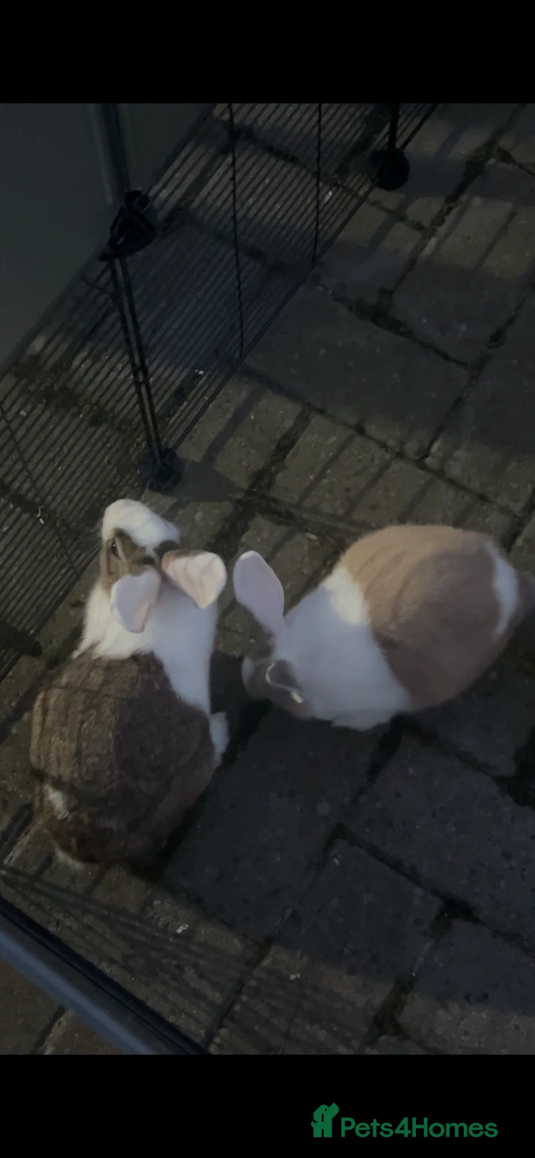 Mixed Breed rabbits for sale: Mini lop cross Dutch bunnies  - Advert 8