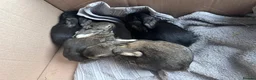 Continental Giant rabbits for sale: Continental Giant Baby Rabbits 3 Girls & 1 Buck - Advert 3