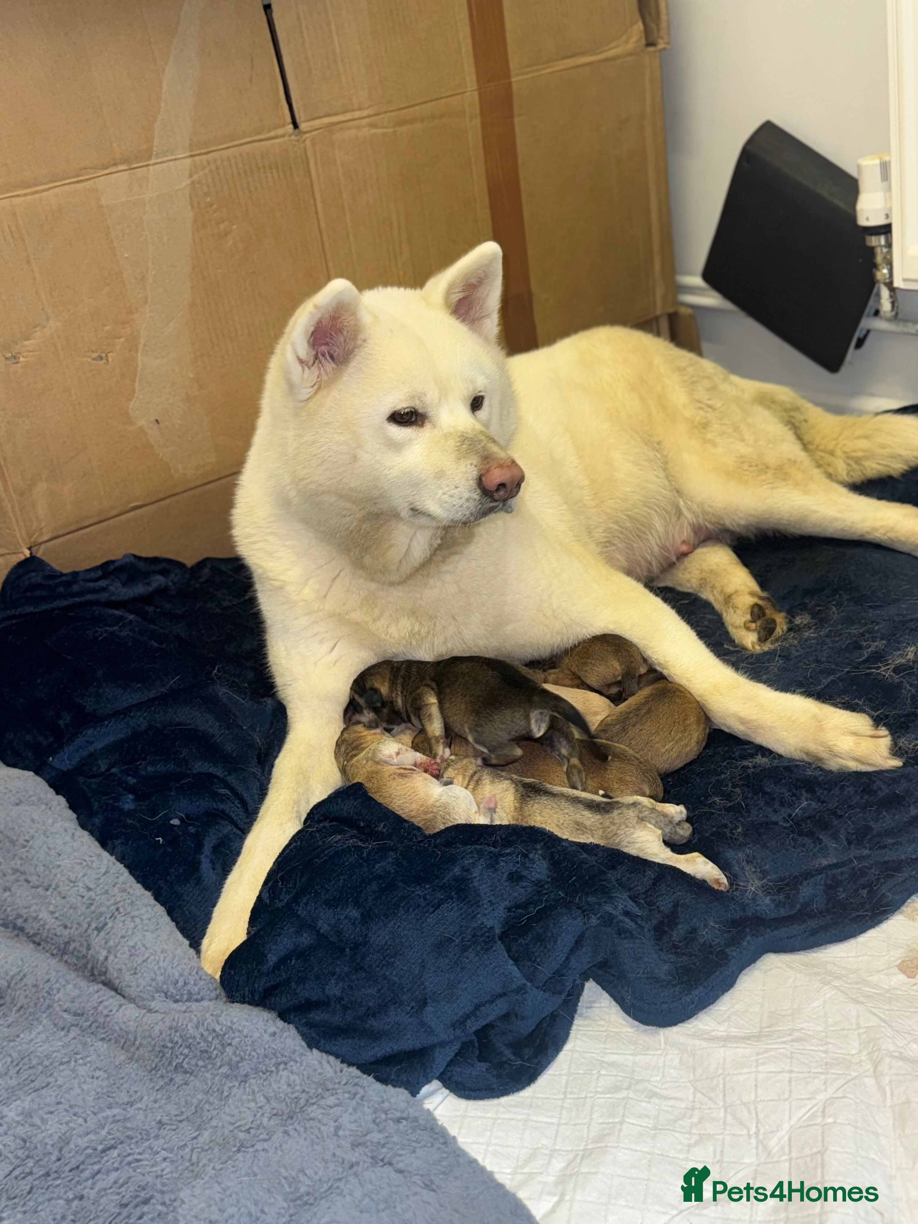 Mixed Breed dogs Japanese Akita x Puppies Ready for Loving Homes - Advert 3