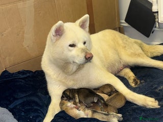 Mixed Breed dogs - Advert 4