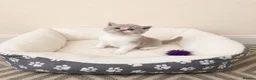 British Shorthair cats for sale: Exceptional quality British shorthair kittens  - Advert 4
