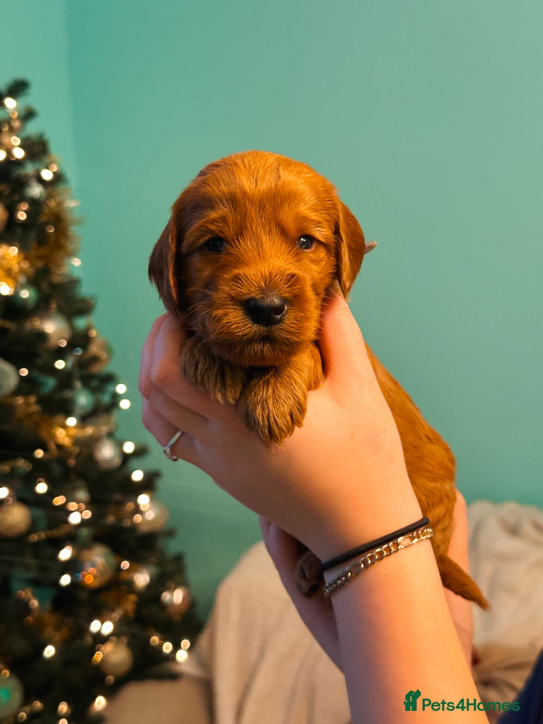 Labradoodle dogs for sale: F2B Labradoodle Puppies – Red & Apricot - Advert 27