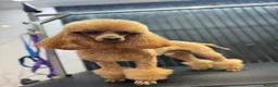 Toy Poodle dogs for stud: Stud only - Advert 2