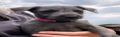 6. Beddywhippet x Iggy - Reserved