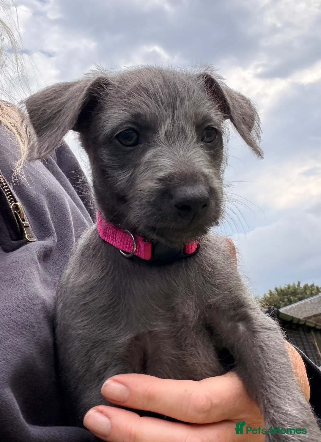 Mixed Breed dogs for sale: Rare small lurchers Beddywhippet x Iggy - Advert 2