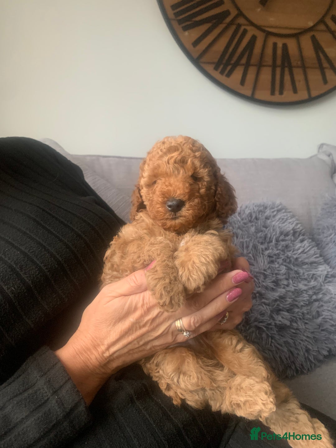 Labradoodle dogs for sale: Miniature Labradoodle  - Advert 20