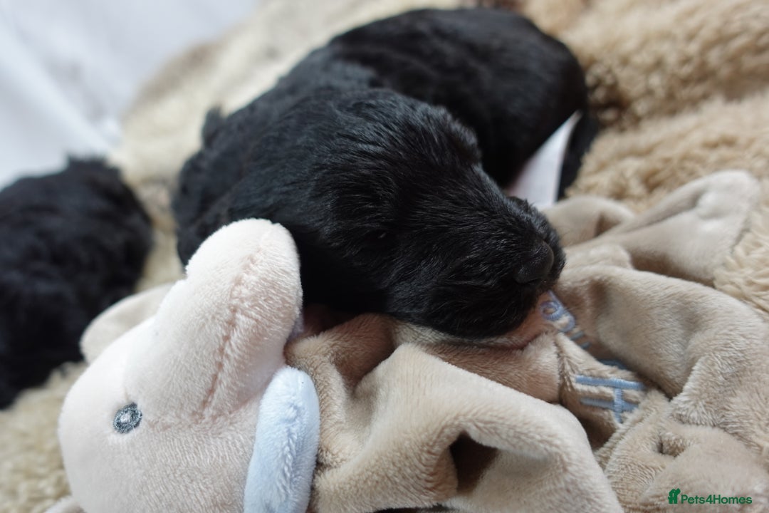 Sheepadoodle dogs for sale: Mini Sheepadoodle the wait is over!  - Image 36