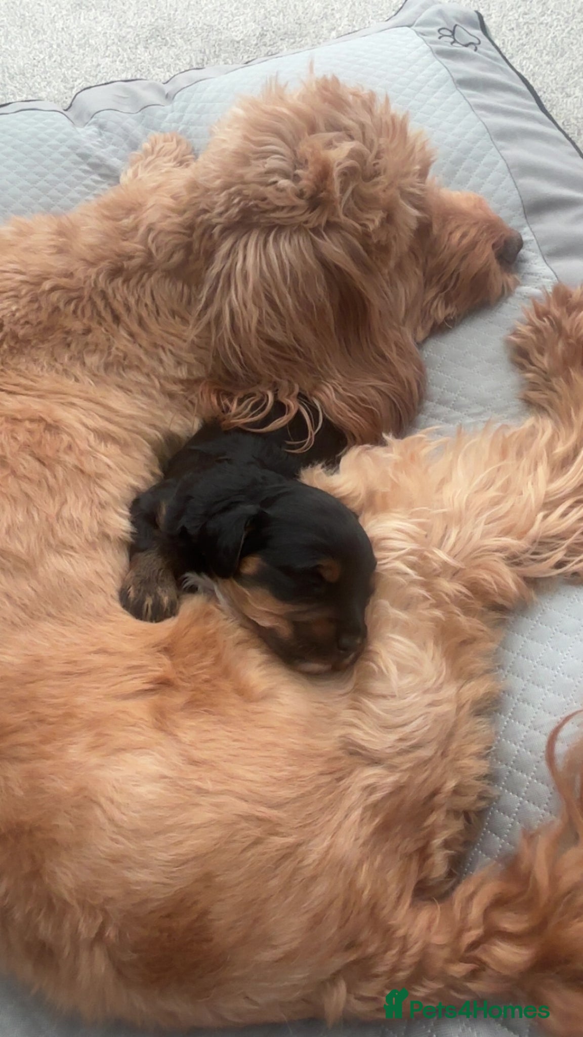 Cockapoo dogs for sale: Toy cockapoos  - Advert 3