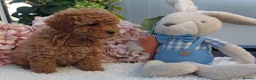 Cockapoo dogs for sale: Vet/Health checked Fox Red ockerpoo Puppies F1 - Advert 4
