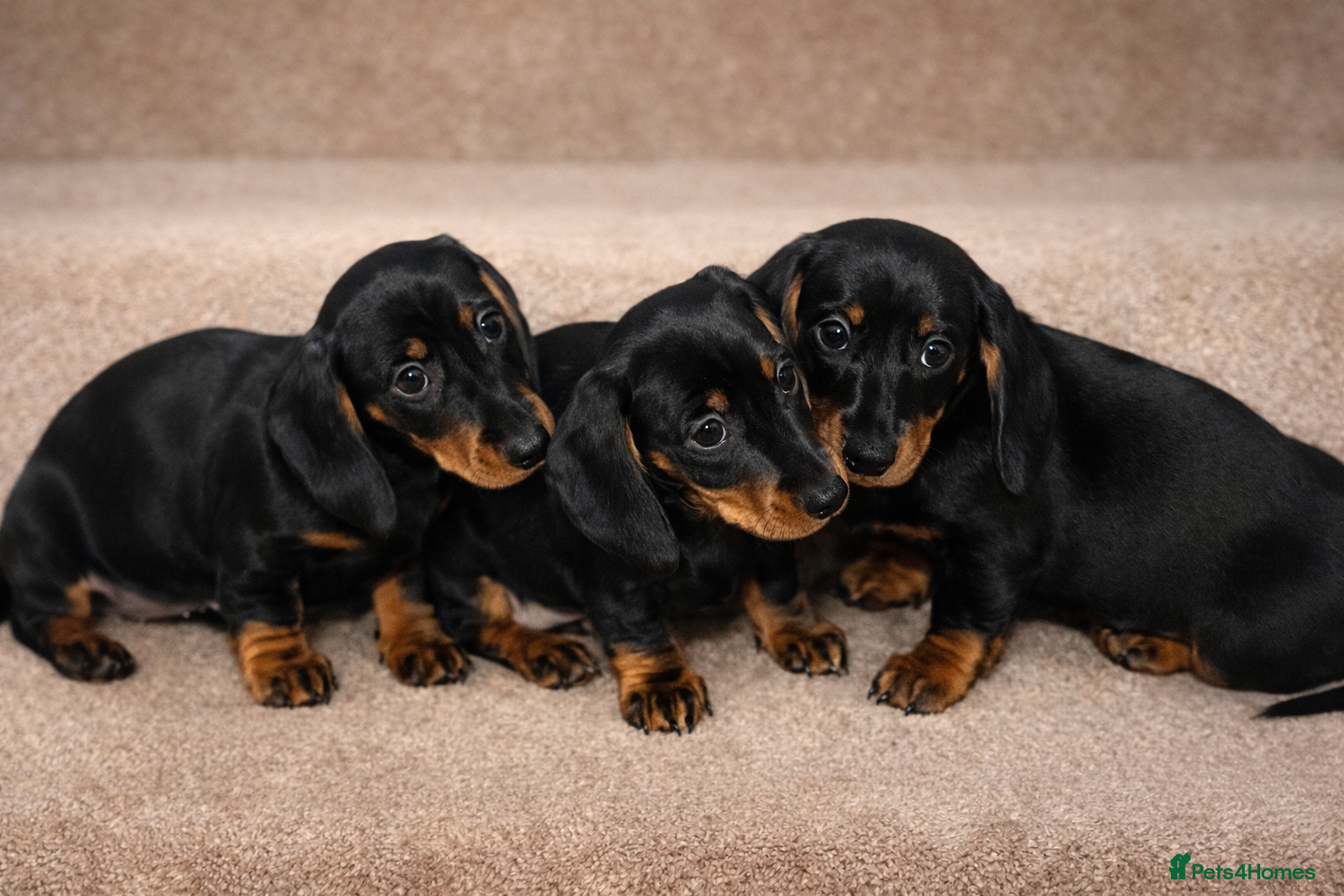 Dachshund dogs 💕dachshund puppies💙 - Advert 4