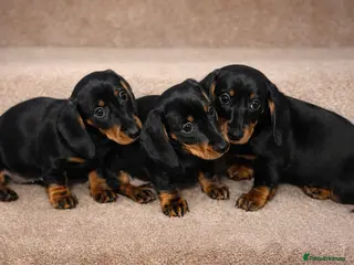 Dachshund dogs 💕dachshund puppies💙 - Advert 4