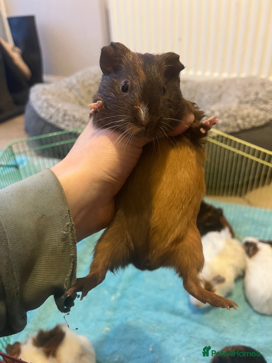 Guinea Pig rodents for sale: Baby Guinea pigs  - Advert 4
