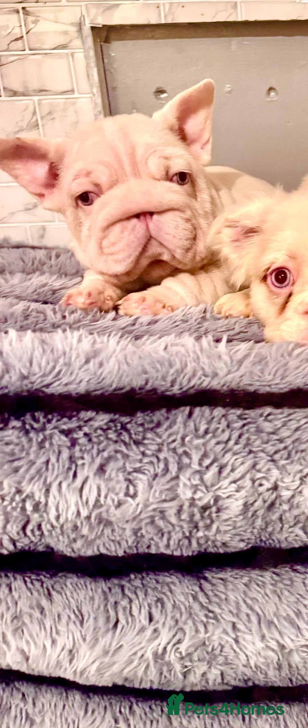 French Bulldog dogs for sale: Quality French bulldog puppies - Advert 8