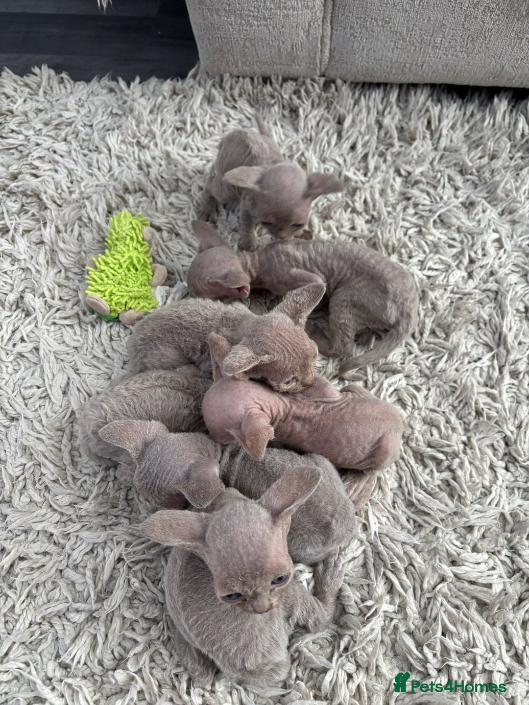 Devon Rex cats for sale: TICA Registered- Lilac Devon Rex Kittens - Image 6