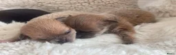 Chihuahua dogs for sale: Chihuahua Puppies in Southport - Advert 9