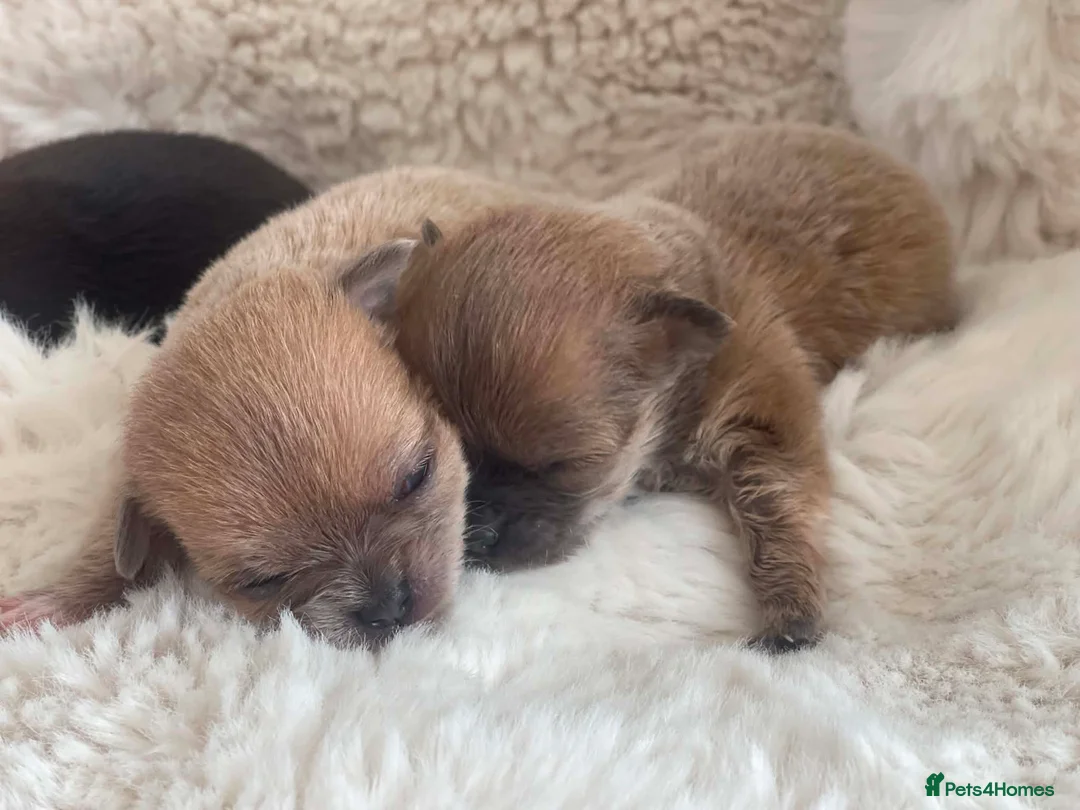 Chihuahua dogs for sale: Chihuahua Puppies in Southport - Advert 9