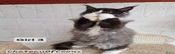 Maine Coon cats for sale: Stunning Black Smoke Registred Maine Coon Kittens - Advert 10