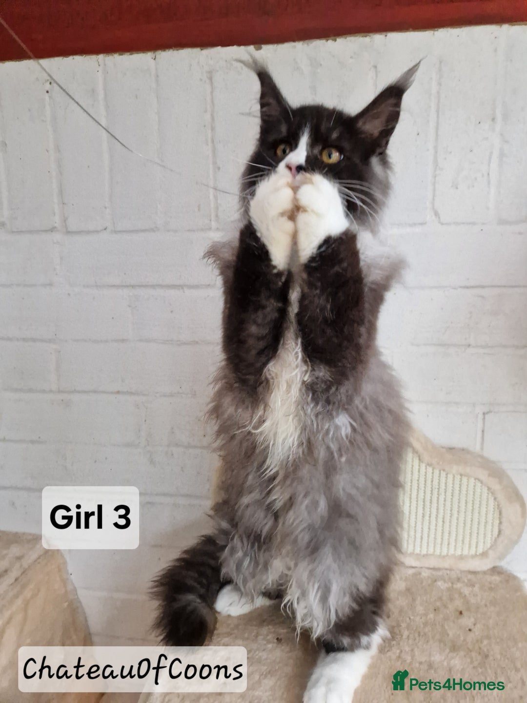 Maine Coon cats for sale: Stunning Black Smoke Registred Maine Coon Kittens - Advert 10