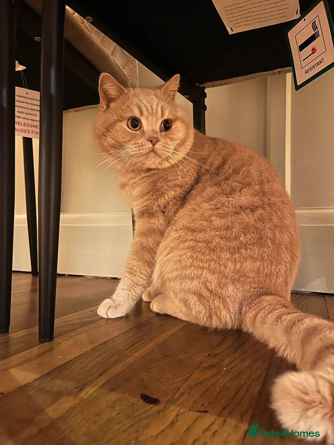 British Shorthair cats for sale: Lovely friendly British shorthair male  - Advert 4