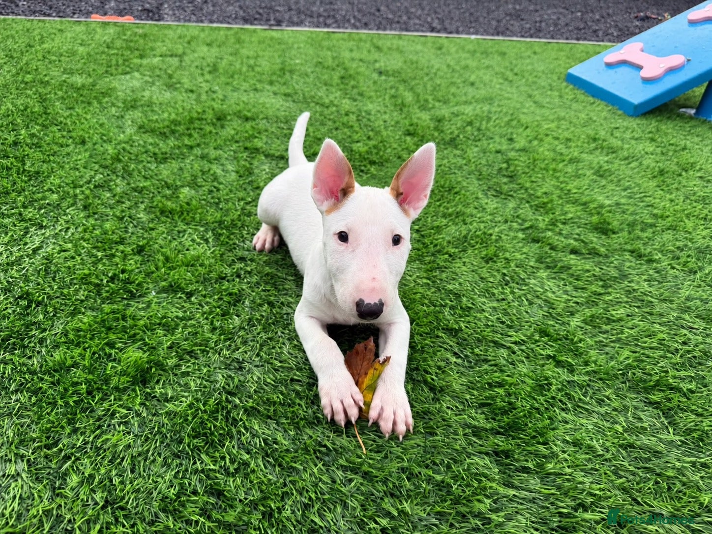 English Bull Terrier dogs Stunning English bull terrier puppies for sale  - Advert 2