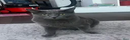 Mixed Breed cats for sale: russian blue x british shorthair - Advert 2