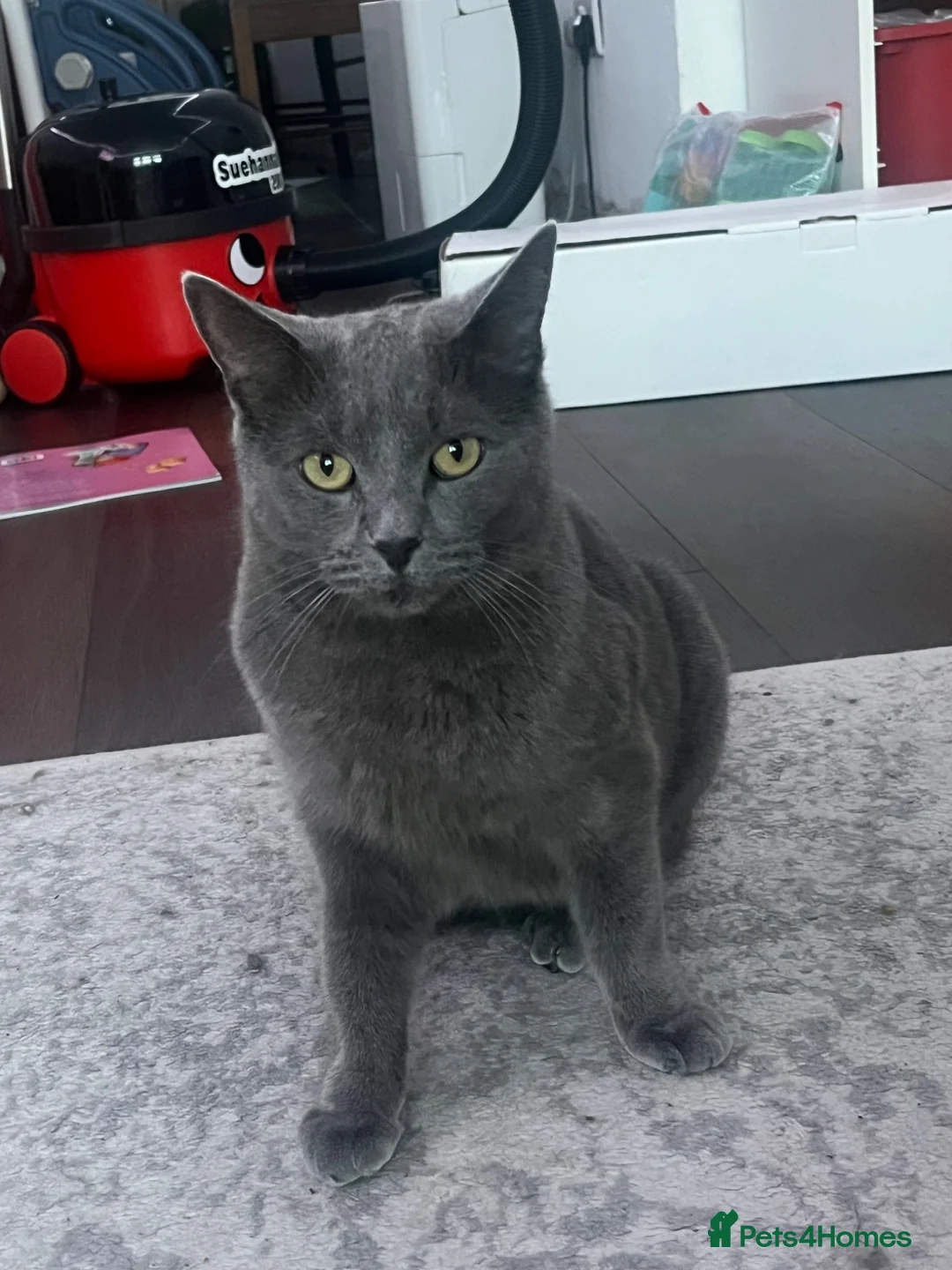 Mixed Breed cats for sale: russian blue x british shorthair - Advert 2