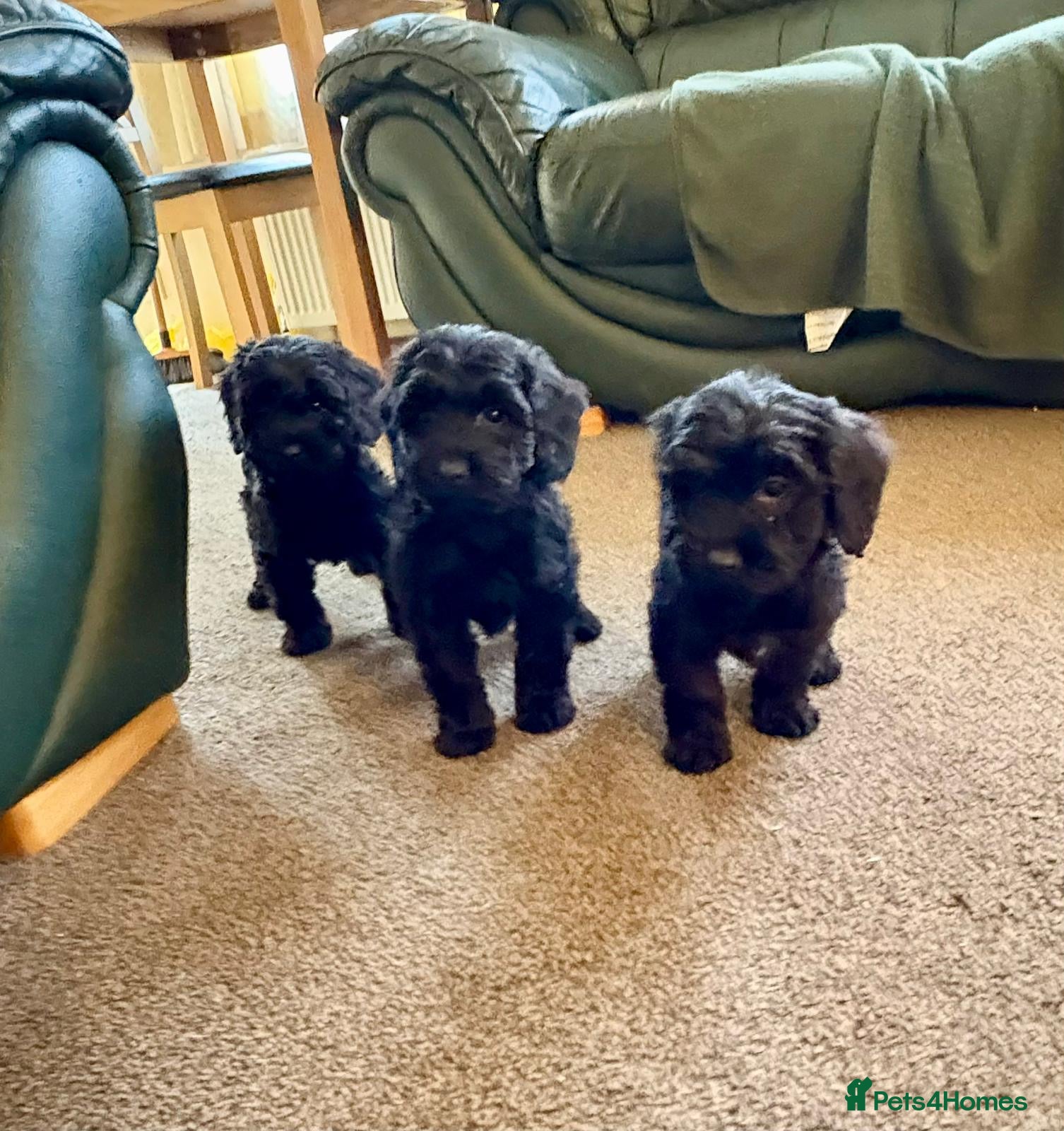 Cockapoo dogs cockapoo puppies F1 3 girls available - Advert 4