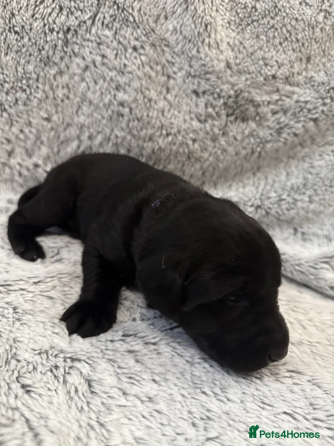 Labrador Retriever dogs for sale: KC Registered Labrador Retriever Puppies - Advert 11