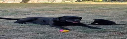 Labrador Retriever dogs for sale: Farm reared Labrador puppies in Sheerness - Advert 17