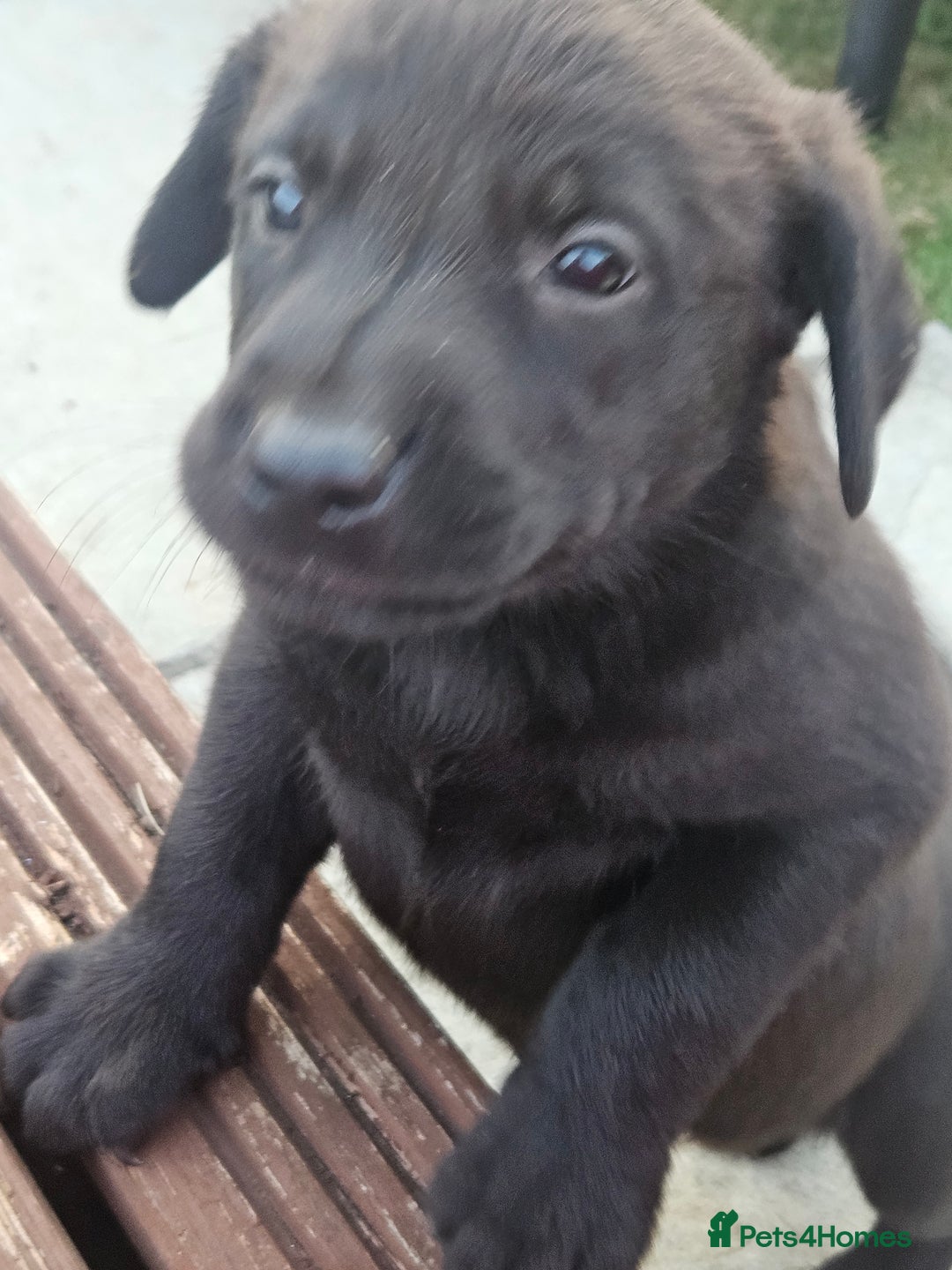 Labrador Retriever dogs for sale: Black Labrador Puppies for sale - Image 3