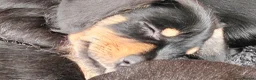 Mixed Breed dogs for sale: Mini Schnauzer X Mini Daschund puppies  - Advert 13