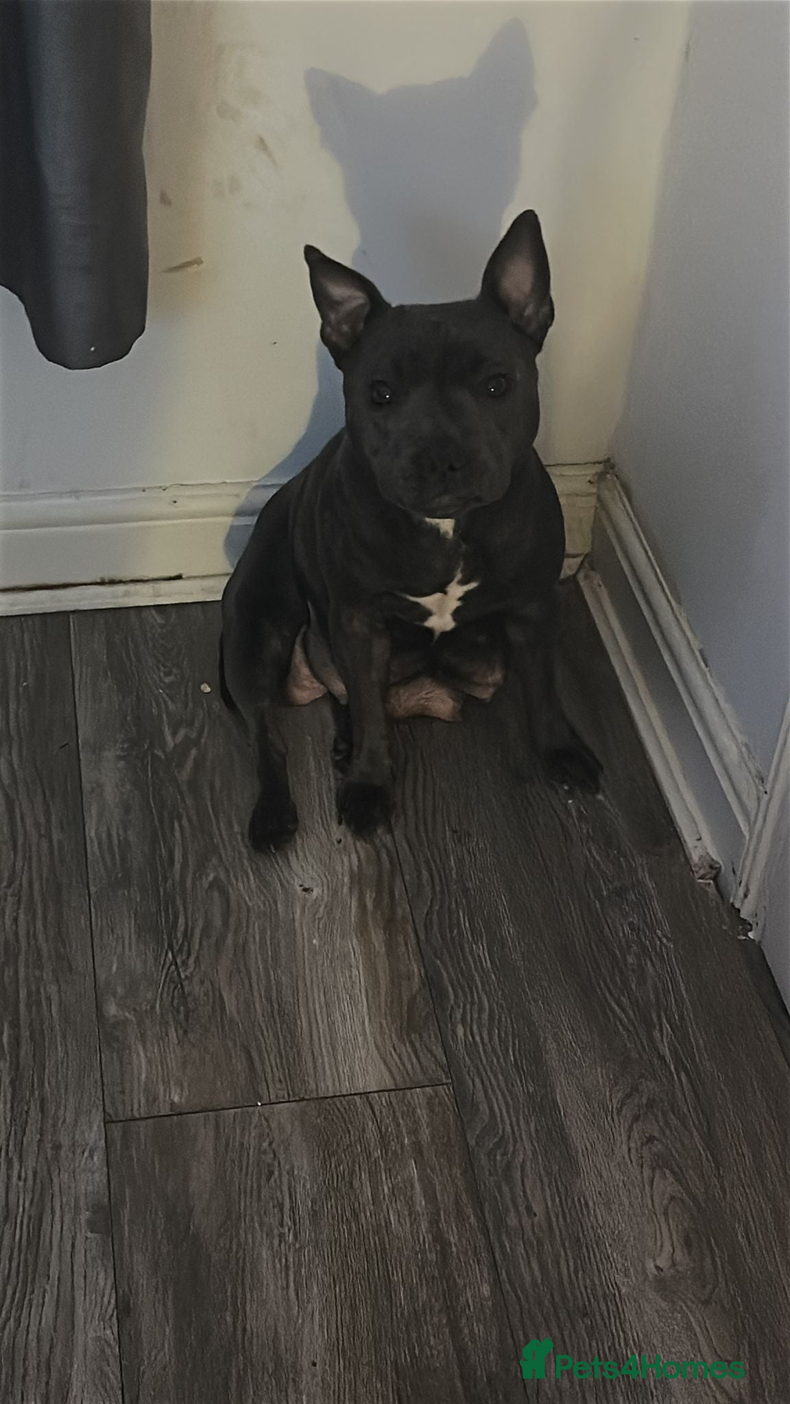 Staffordshire Bull Terrier dogs Staffy puppies  - Advert 3