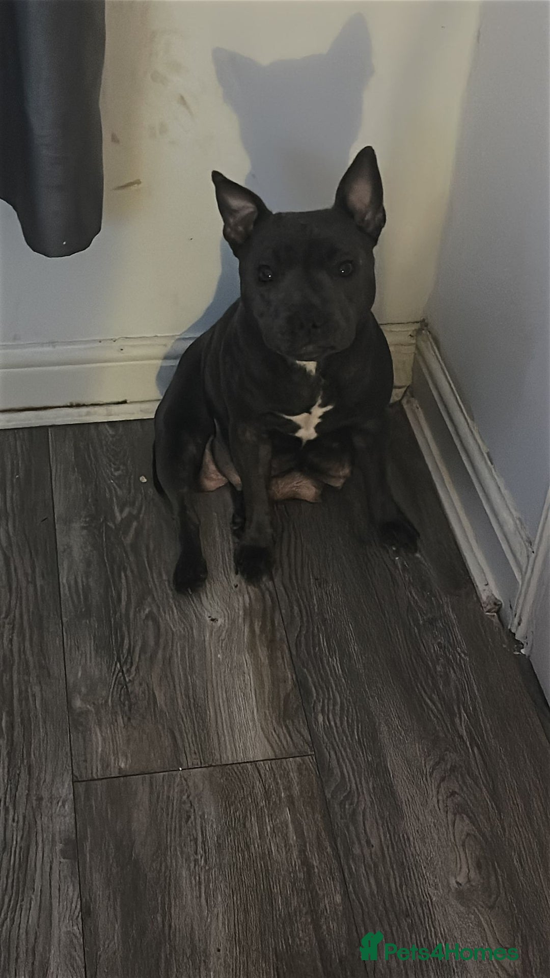 Staffordshire Bull Terrier dogs for sale: Staffy puppies  - Advert 1