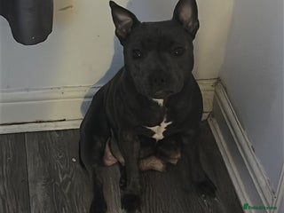 Staffordshire Bull Terrier dogs Staffy puppies - Advert 1