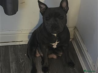 Staffordshire Bull Terrier dogs Staffy puppies - Advert 2