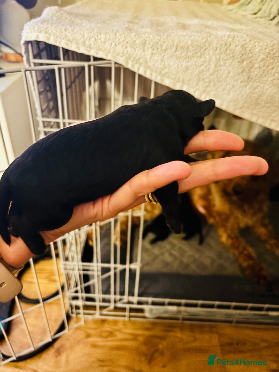 Labradoodle dogs for sale: Miniature Labradoodles - Advert 7