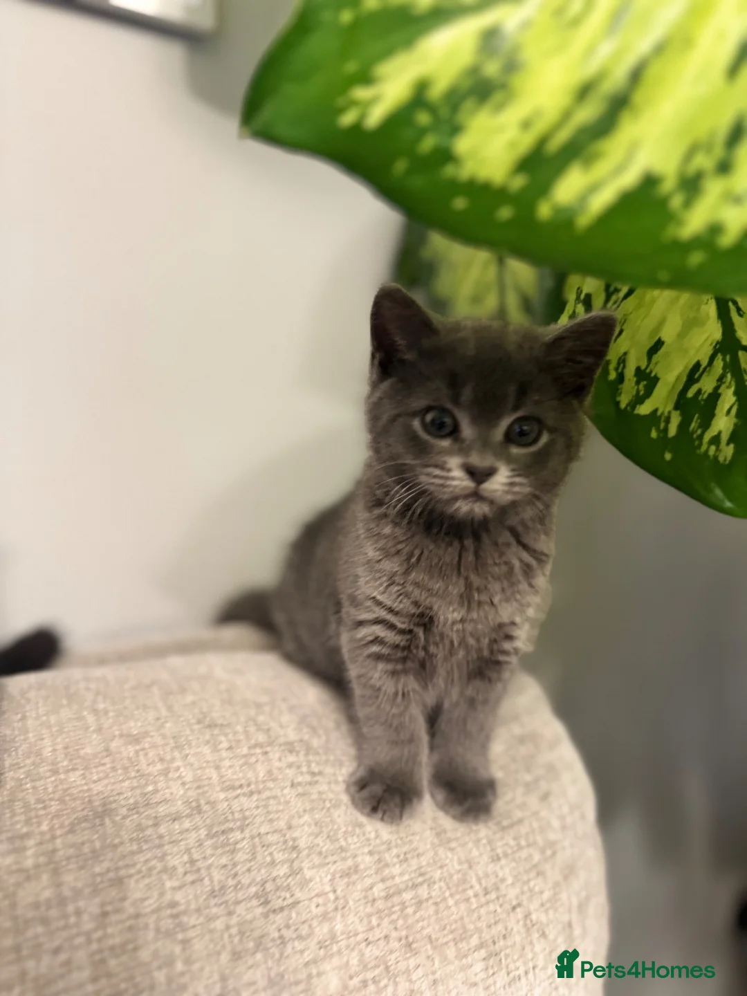 Mixed Breed cats for sale: Adorable Kittens Looking for Their Forever Homes  in Mansfield - Advert 7