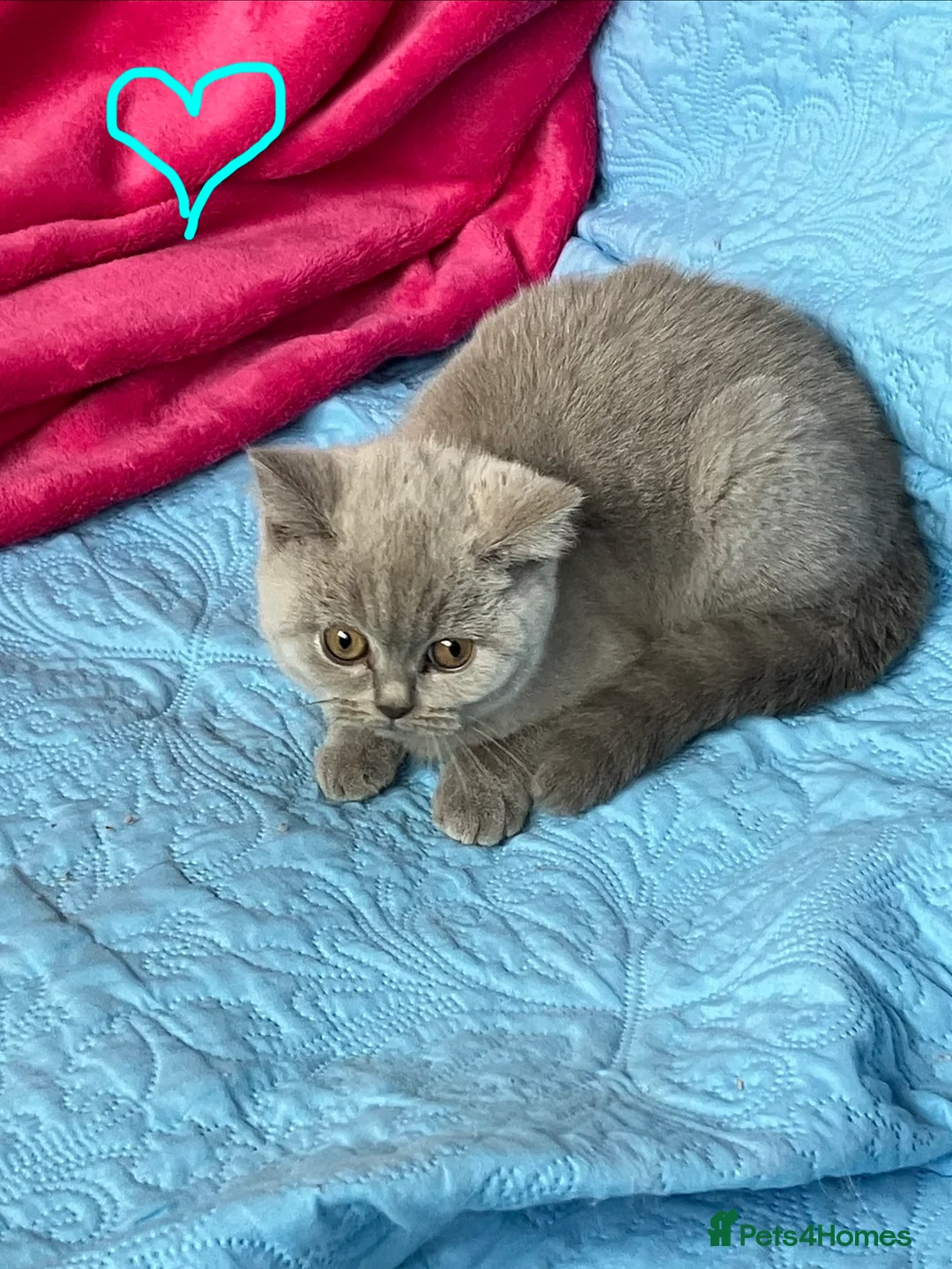 British Shorthair cats for sale: GCCF🏆ChampionBloodline 5GENpedigree BSHblue/lilac - Advert 7