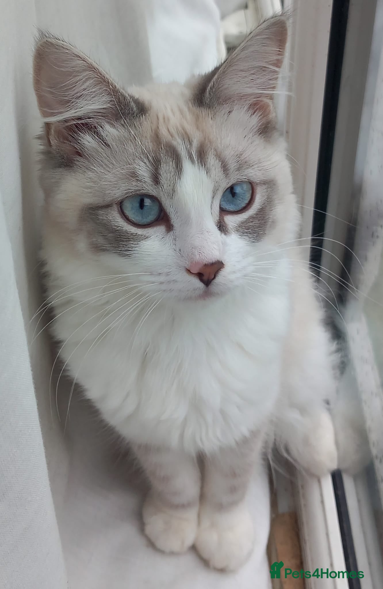 Ragdoll cats Beautiful ragdoll kitten for sale - Advert 2