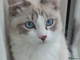 Ragdoll cats Beautiful ragdoll kitten for sale - Advert 2