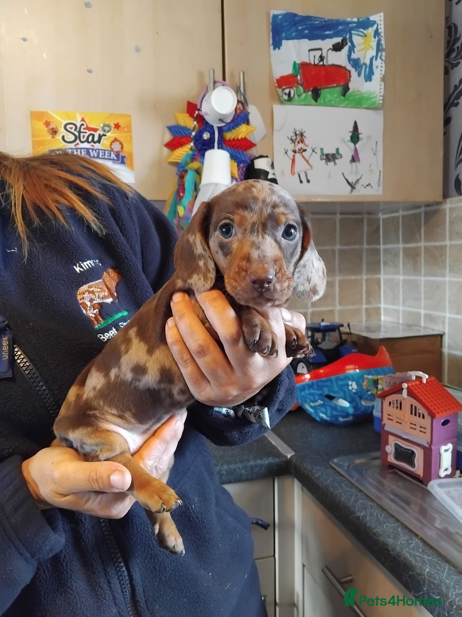 Miniature Dachshund dogs Miniature dashchund puppies  - Advert 1