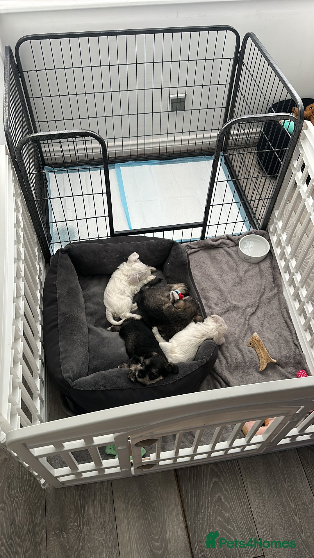 Miniature Schnauzer dogs for sale: 🐾 STUNNING KC REG MINIATURE SCHNAUZERS 🐾 - Image 15