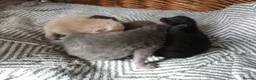 Mixed Breed cats for sale: Kittens - Advert 5
