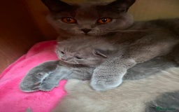 British Shorthair cats for sale: British Shorthair Kittens For Sale - Advert 16