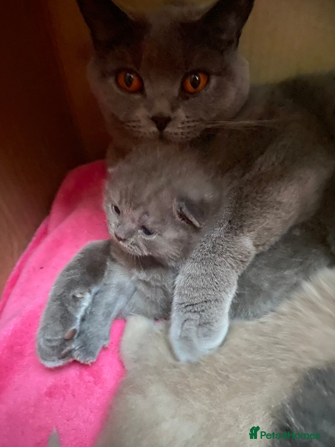 British Shorthair cats for sale: British Shorthair Kittens For Sale - Advert 16