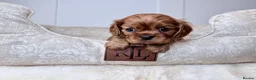 Cavalier King Charles Spaniel dogs for sale: KC registered Cavalier King Charles Spaniel.  - Advert 8