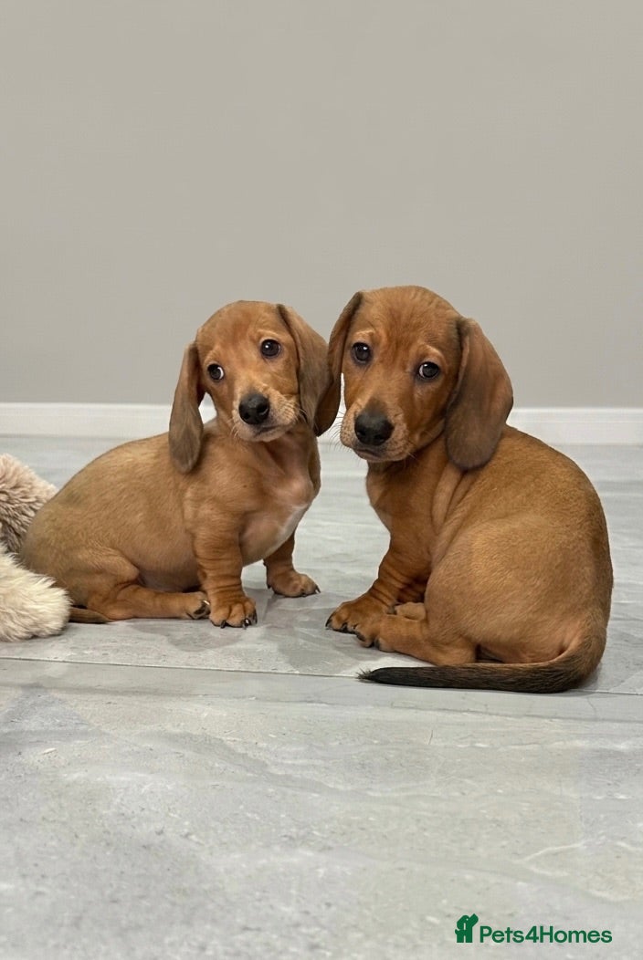 Miniature Dachshund dogs Adorable mini smoothe dachshund puppies - Advert 4